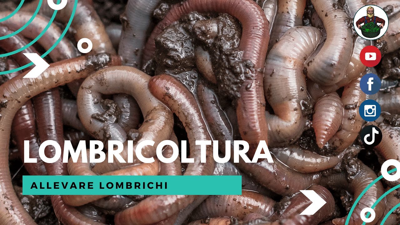Come Allevare Lombrichi - Lombricoltura - Vermicompost - Vermicomposta - Lombricompostiera