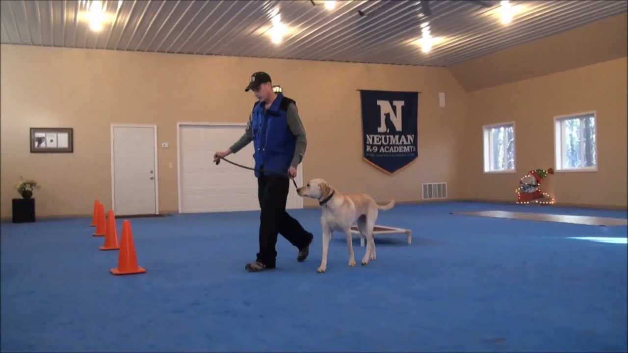 Higgins (Labrador Retriever) Boot Camp Dog Training Video