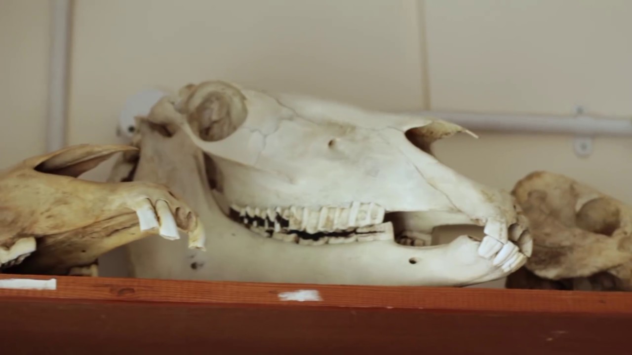 Origins of Horse Domestication: Botai, Yamnaya, Sintashta