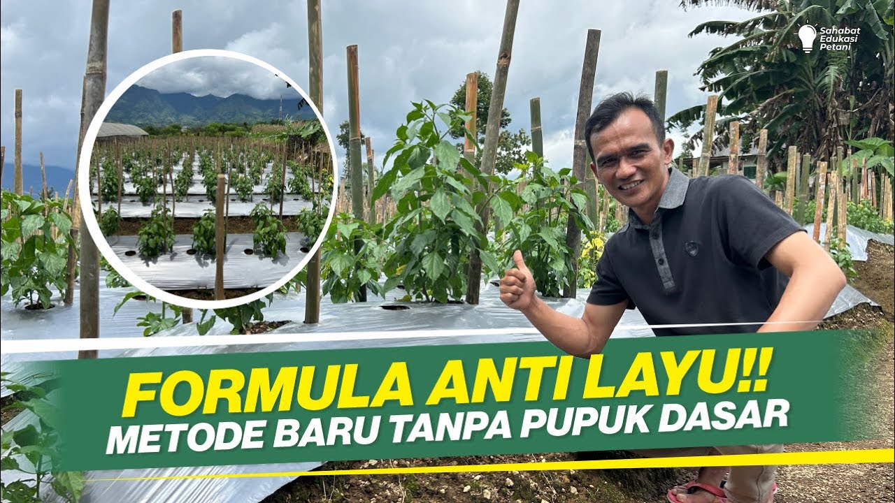 CARA TANAM CABAI TANPA PUPUK DASAR‼ TRIK AMPUH CABE BEBAS KEMATIAN‼