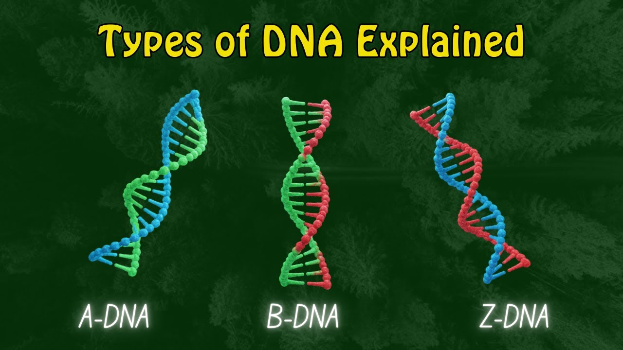 Types of DNA Explained🧬  | A-DNA, B-DNA & Z-DNA Structures 🔬