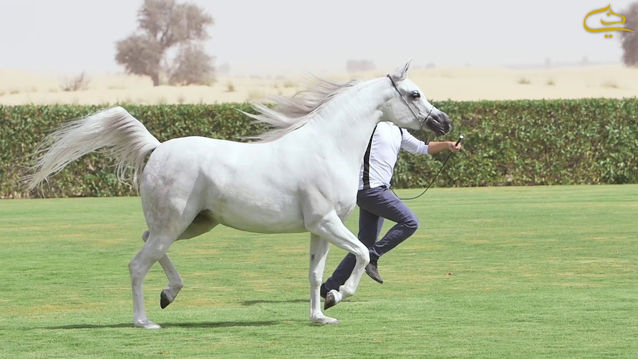 OPEN DAY | Dubai stud 2017