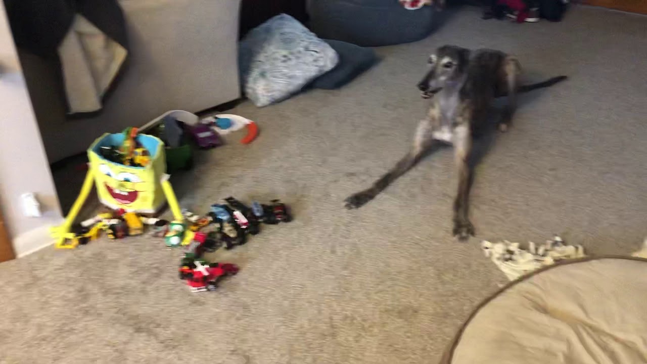 Mosley being provoked into zoomies