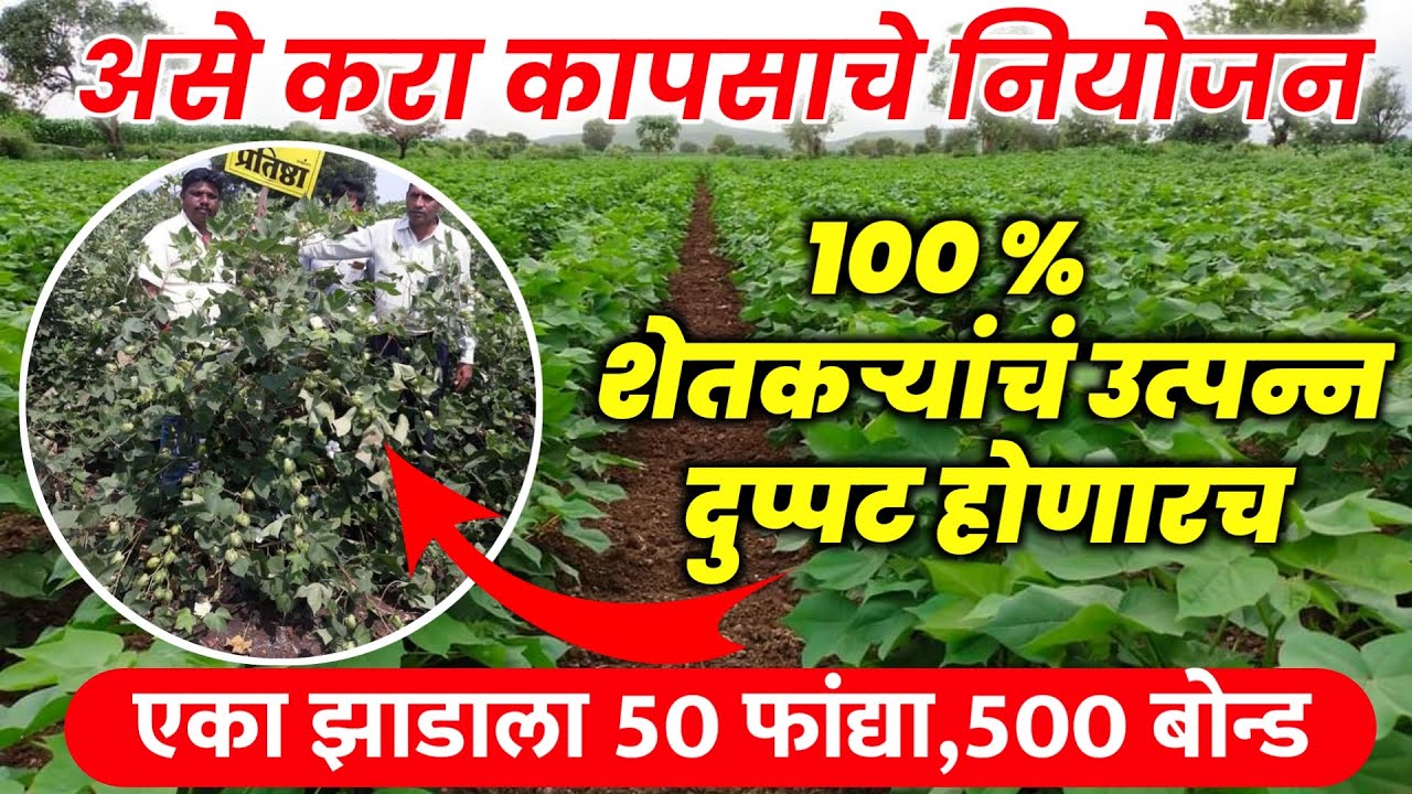 कापसाचे फुटवे व उत्पन्न वाढवा |  पातेगळ होणार नाही | पातेगळ उपाय | cotton flowering spry