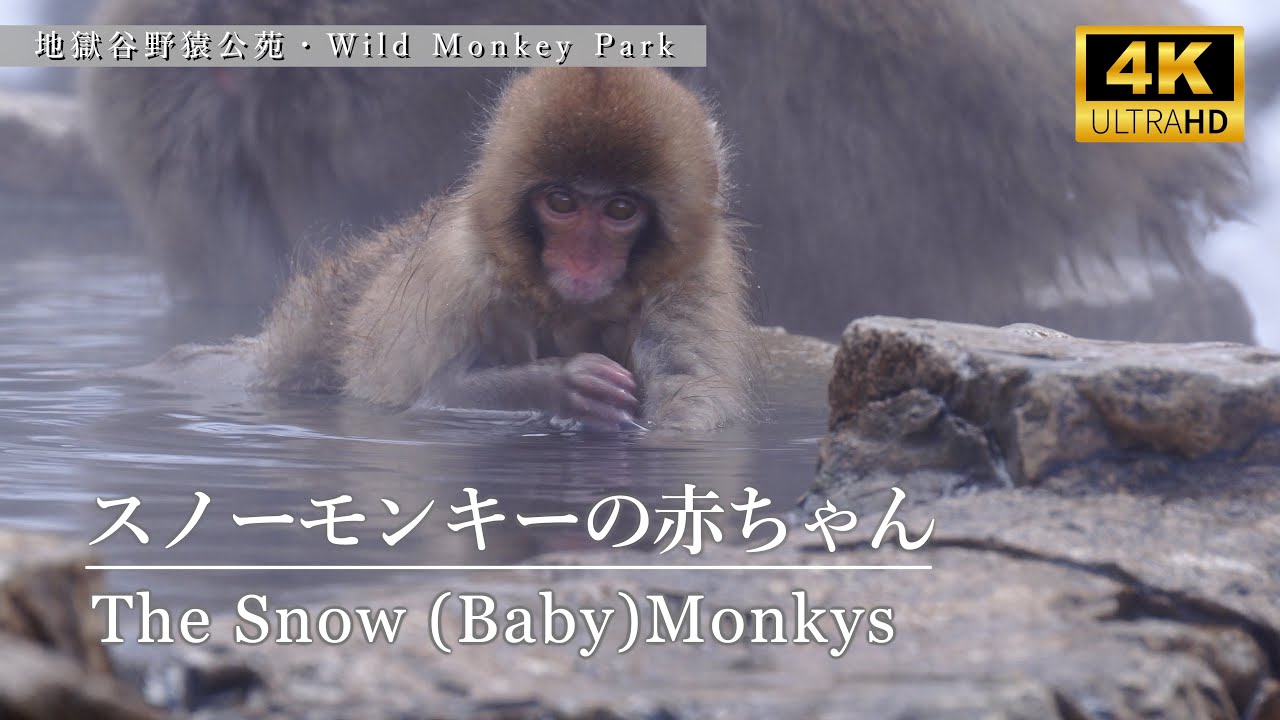 Cute! Baby Snow Monky / ふわふわのスノーモンキーの赤ちゃんたち 地獄谷野猿公苑 / Wild Snow Monky Park. Jigokudani Yaen-Koen