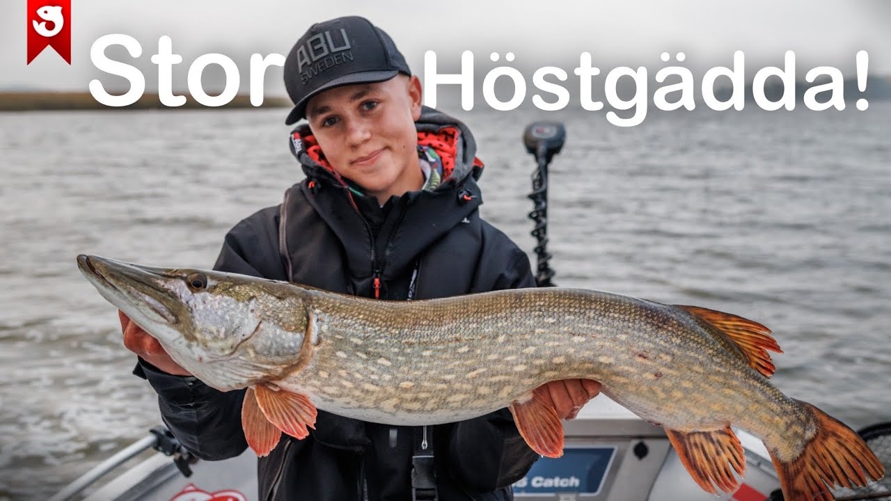 STOR HÖSTGÄDDA på grunt vatten!