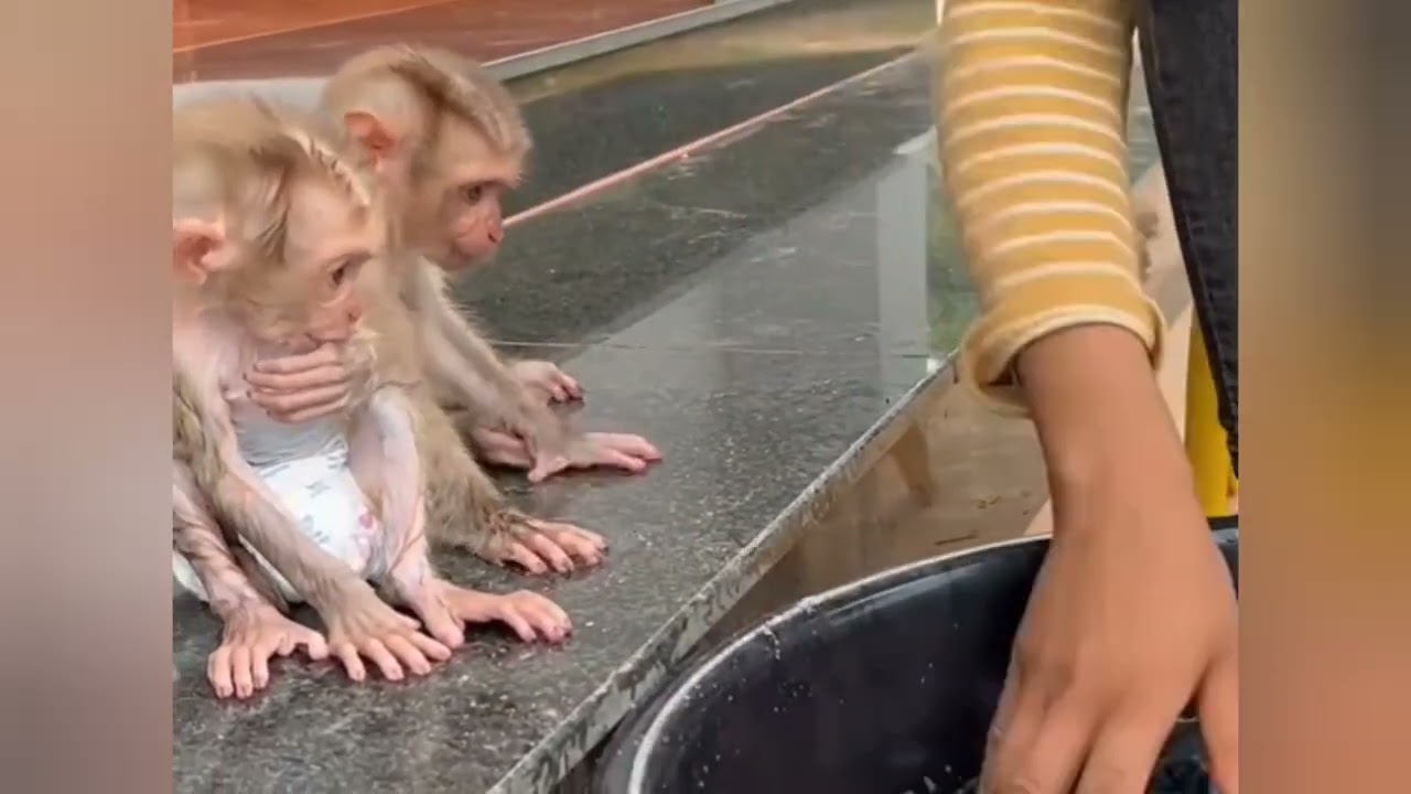 Iet's washing the clothesDonut#cat #duet #catvideo #cute #cute #babymonkey 
