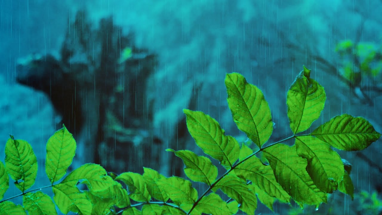 Regenger&auml;usche mit Donner, V&ouml;gel und Waldger&auml;uschen (7 Stunden) Regen im Wald