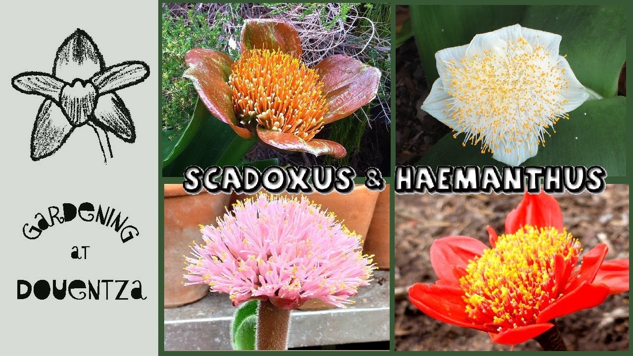 Scadoxus & Haemanthus - how to grow & care for different blood lilies & related SA bulbs in pots