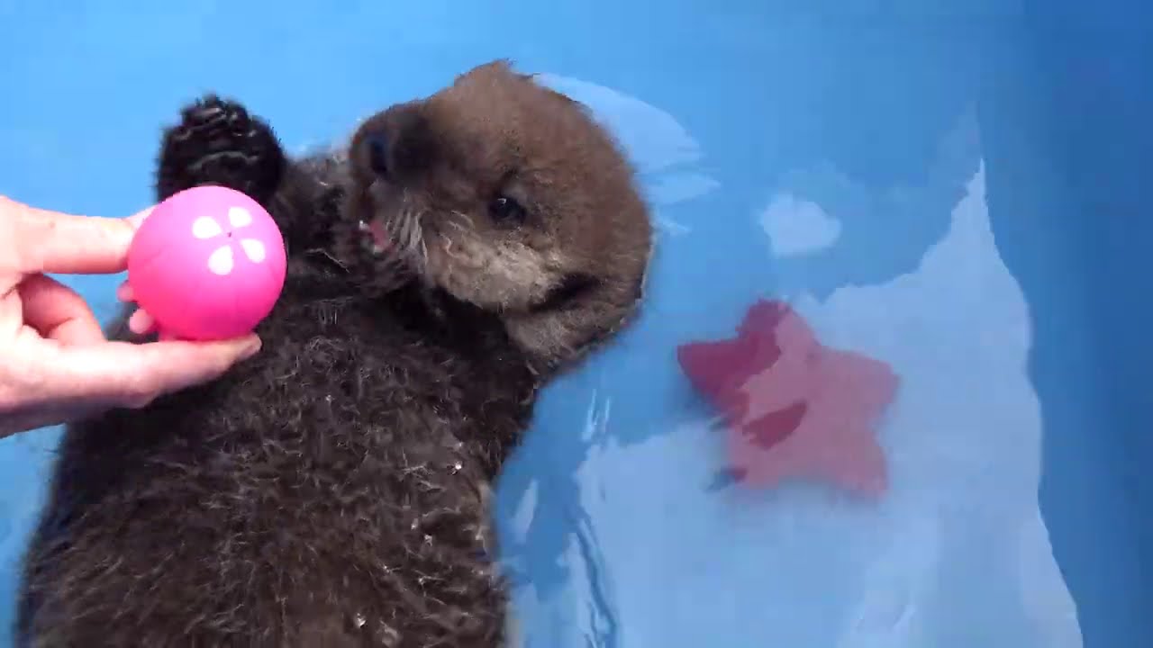Orphaned Sea Otter Pup Joey and his Jellyfish Toy (or not)