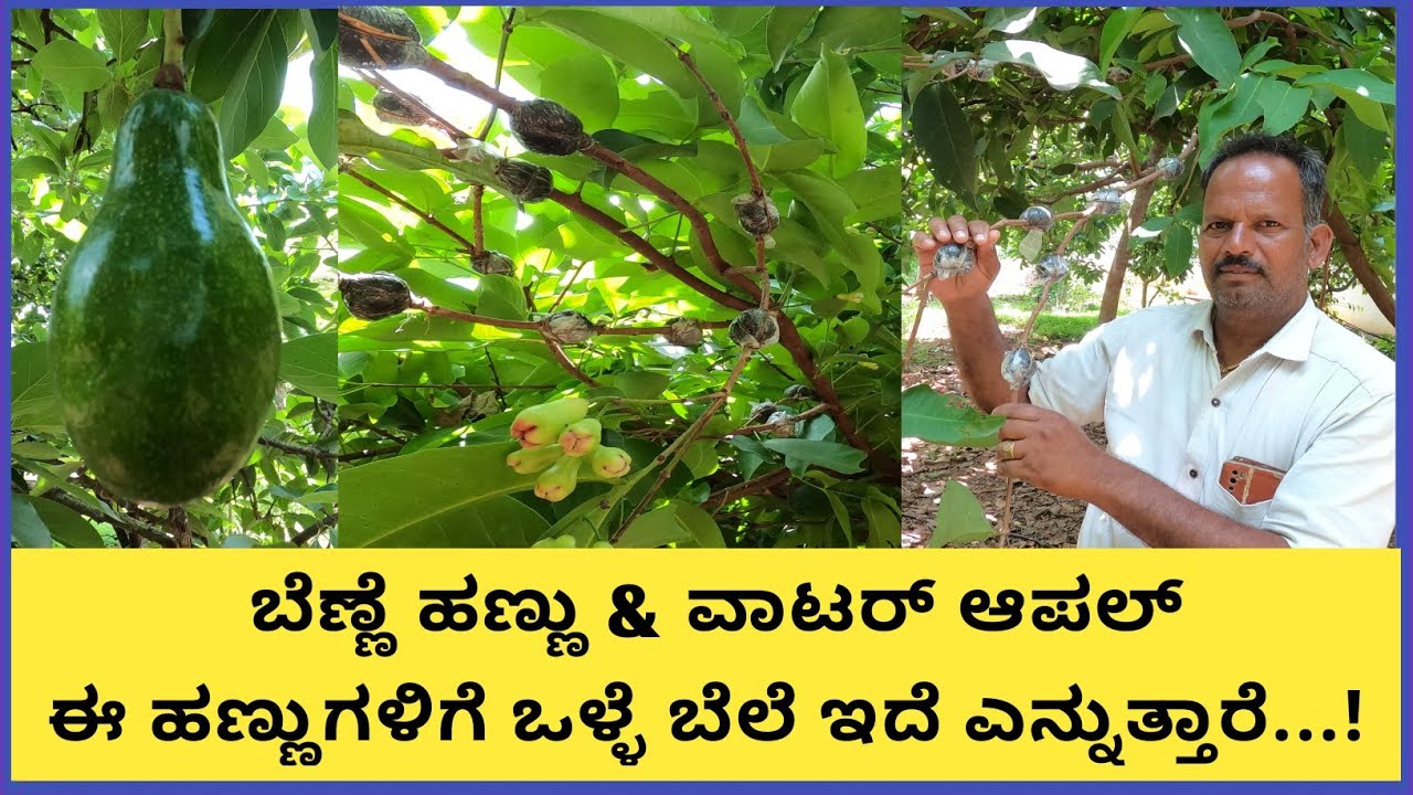 air grafting ಎಂದರೇನು,ಬೆಣ್ಣೆ ಹಣ್ಣುಮತ್ತು ವಾಟರ್ ಆಪಲ್ ಇವುಗಳ ಬೆಳವಣಿಗೆಗೆ ಎಷ್ಟು ನೀರು ಬೇಕು ಯಾವ ಮಣ್ಣು ಸೂಕ್ತ