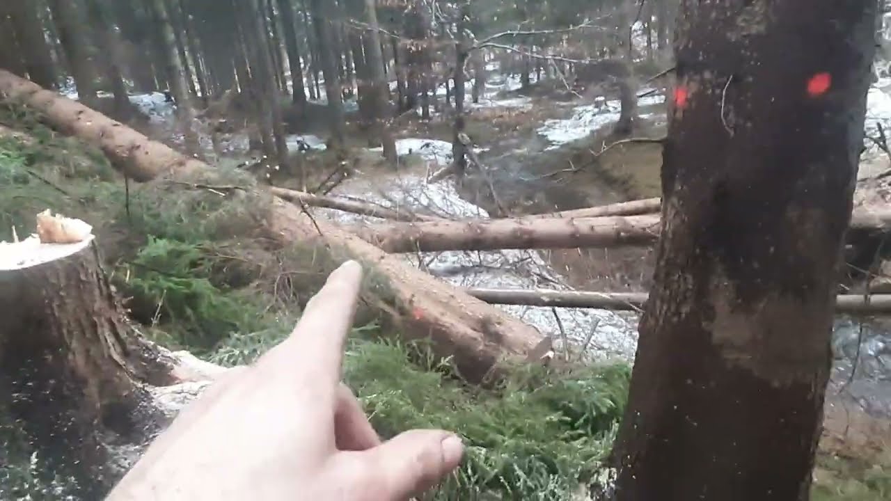 Těžba dřeva/wood cutting (STIHL MS 462) 42-2022