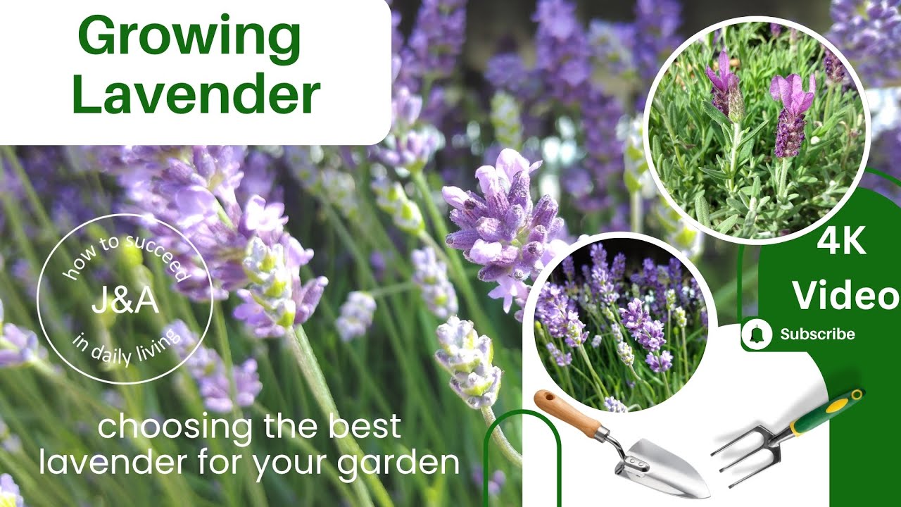 Growing Lavender, Hardy Lavender, Best Lavender, Lavender Flowers