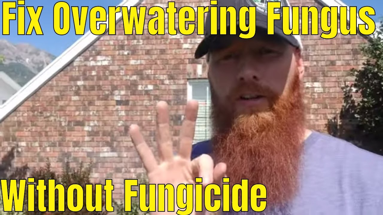 DIY How to Fix Overwatering fungus without fungicide application. Melting Out & Leaf spot fix.