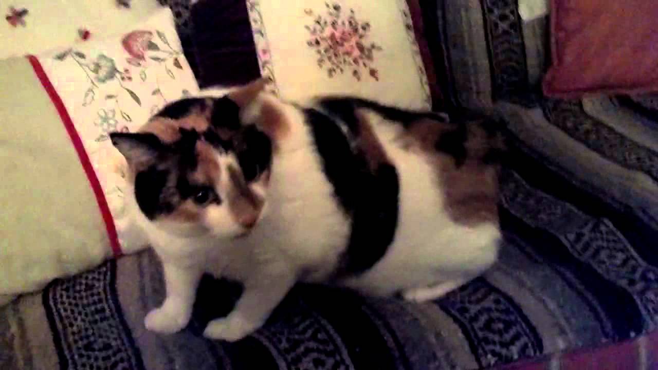 Callie has Hyperesthesia / Twitch Syndrome