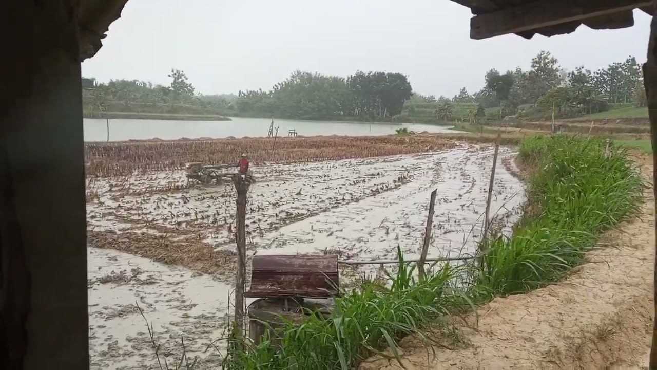 Bajak sawah persiapan tanam padi ke-2