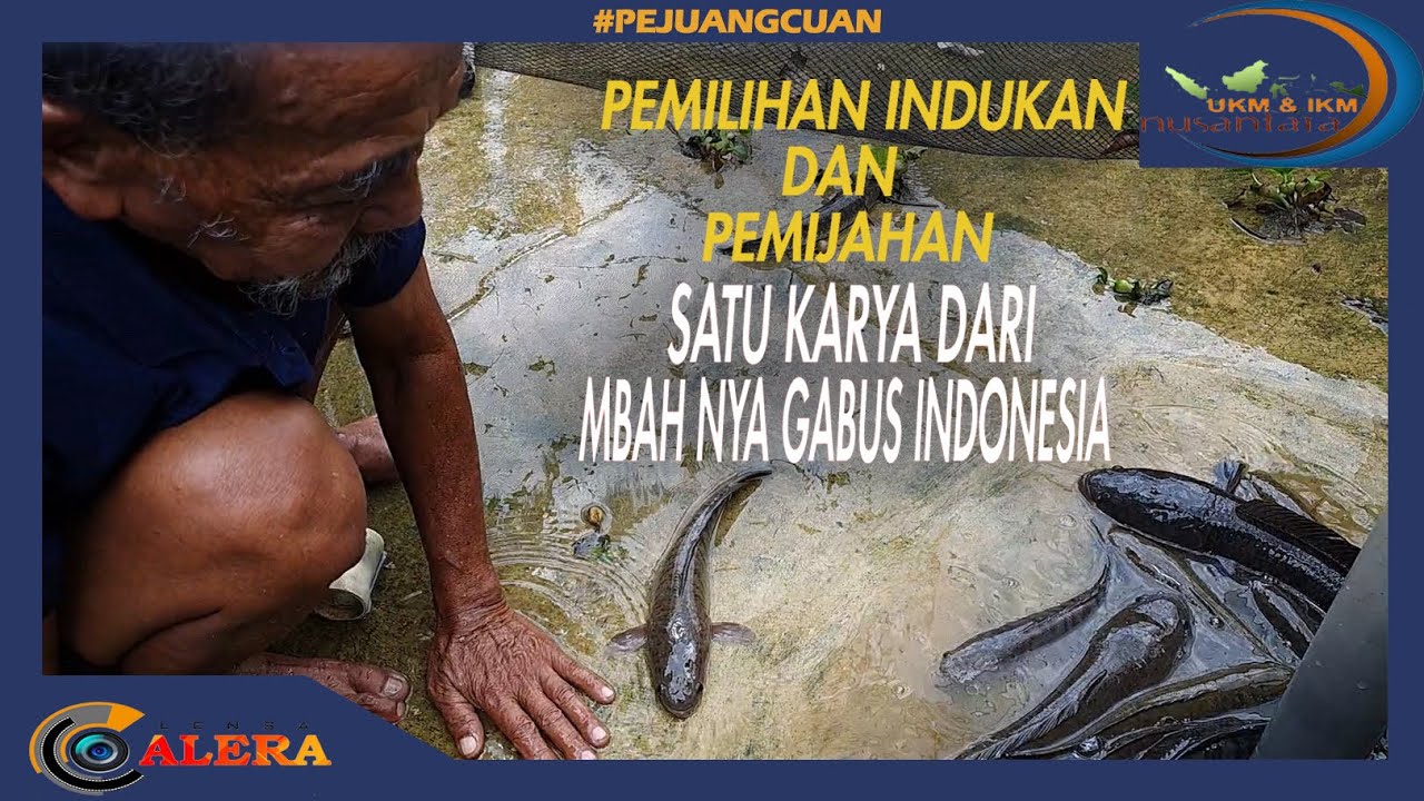 Pemilihan Indukan dan Pemijahan Gabus - Mbah Kidjo