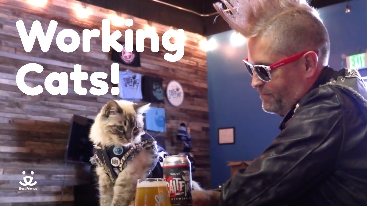 Working Cats | This cat keeps Salt Fire Brewery rodent free!