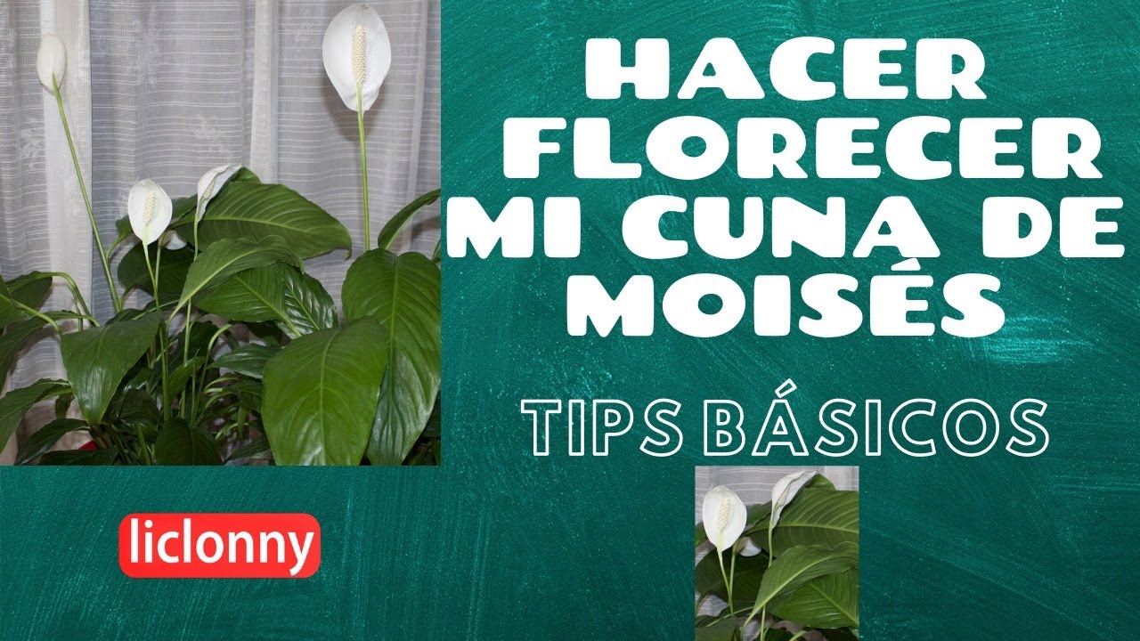 ¿ Por qué no florece el Espatifilo o Cuna de Moisés? Tips para hacer que Florezca. liclonny