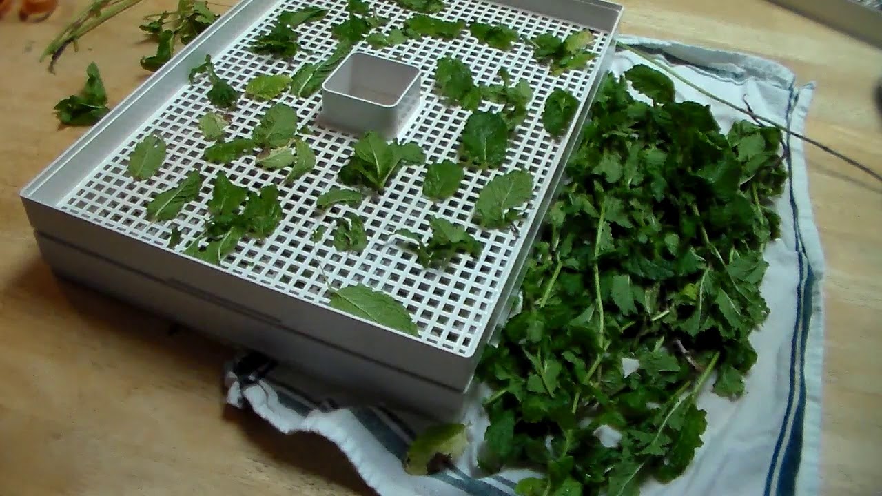 How To Dehydrate Mint Using A Dehydrator