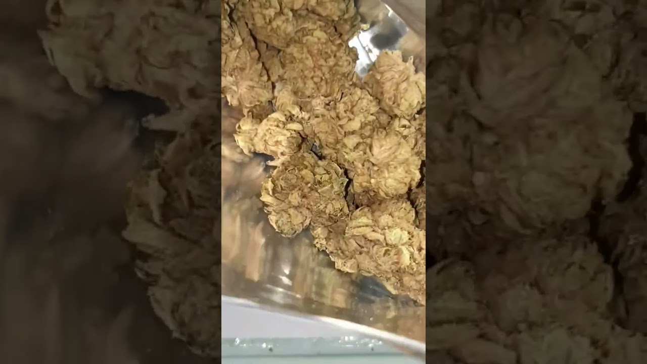 MasterKush BigBuds 2023