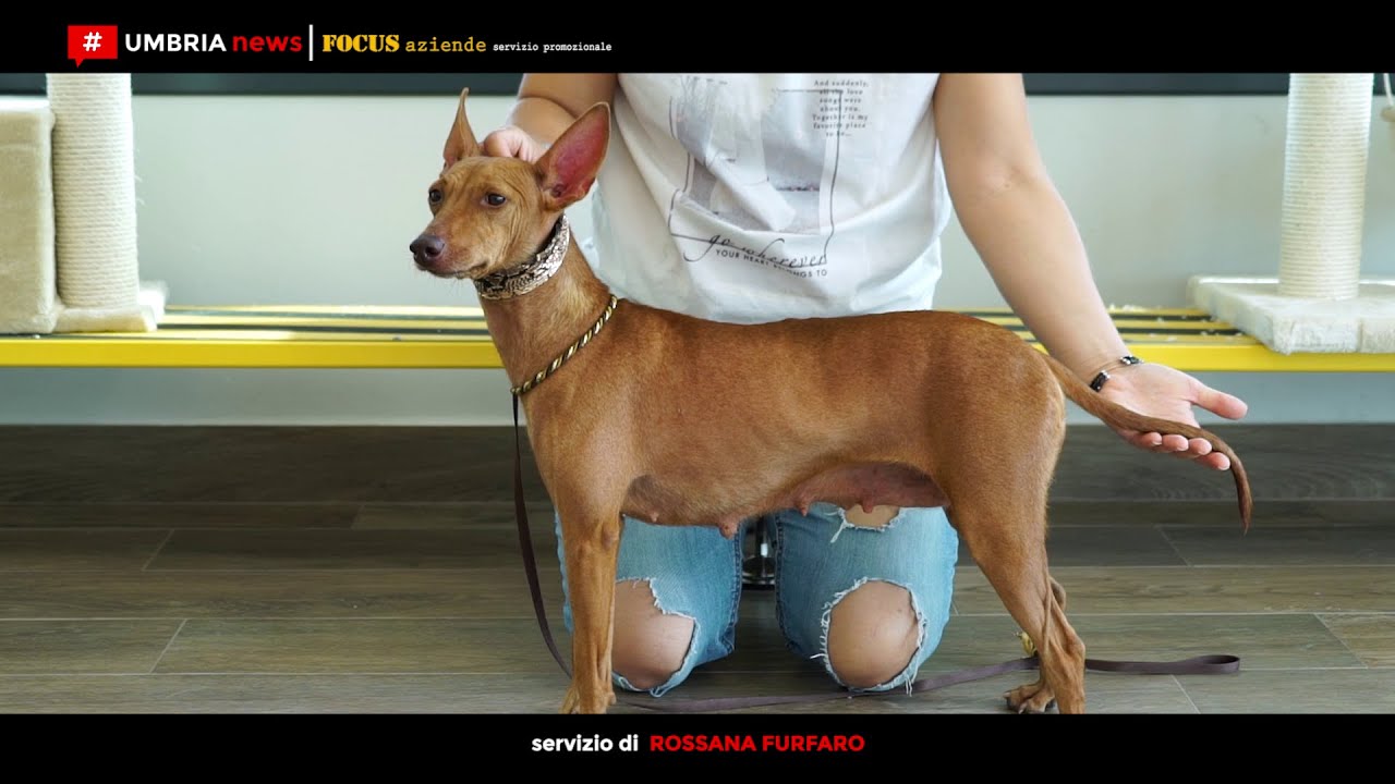 Il Cirneco dell’Etna, il cane “un po’ egiziano e un po’ siciliano” [UMBRIA NEWS]