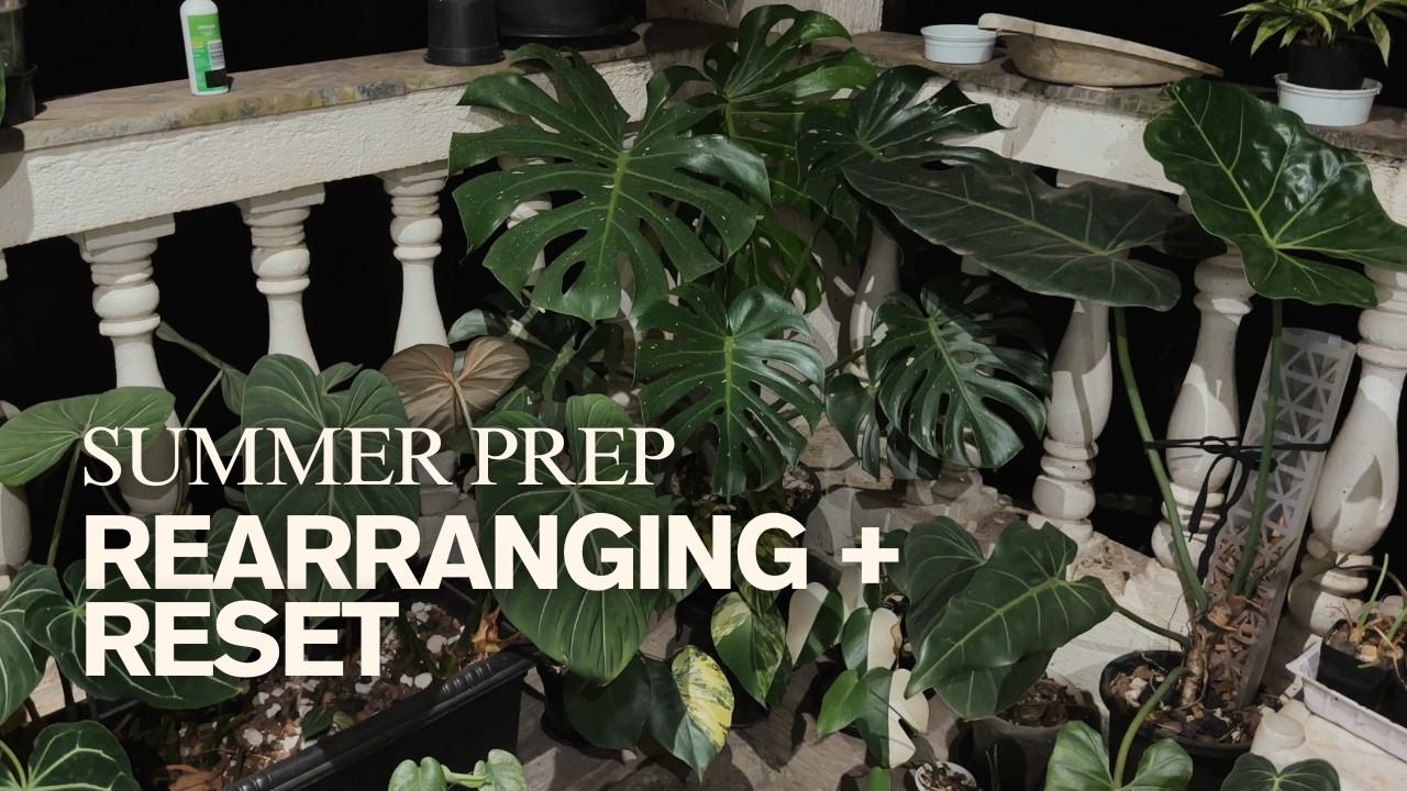 Resetting  and Rearranging my outdoor plants (Part 2)