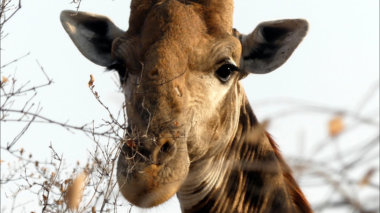 South Africa - Makalali  Game Reserve  Tour - early Morning