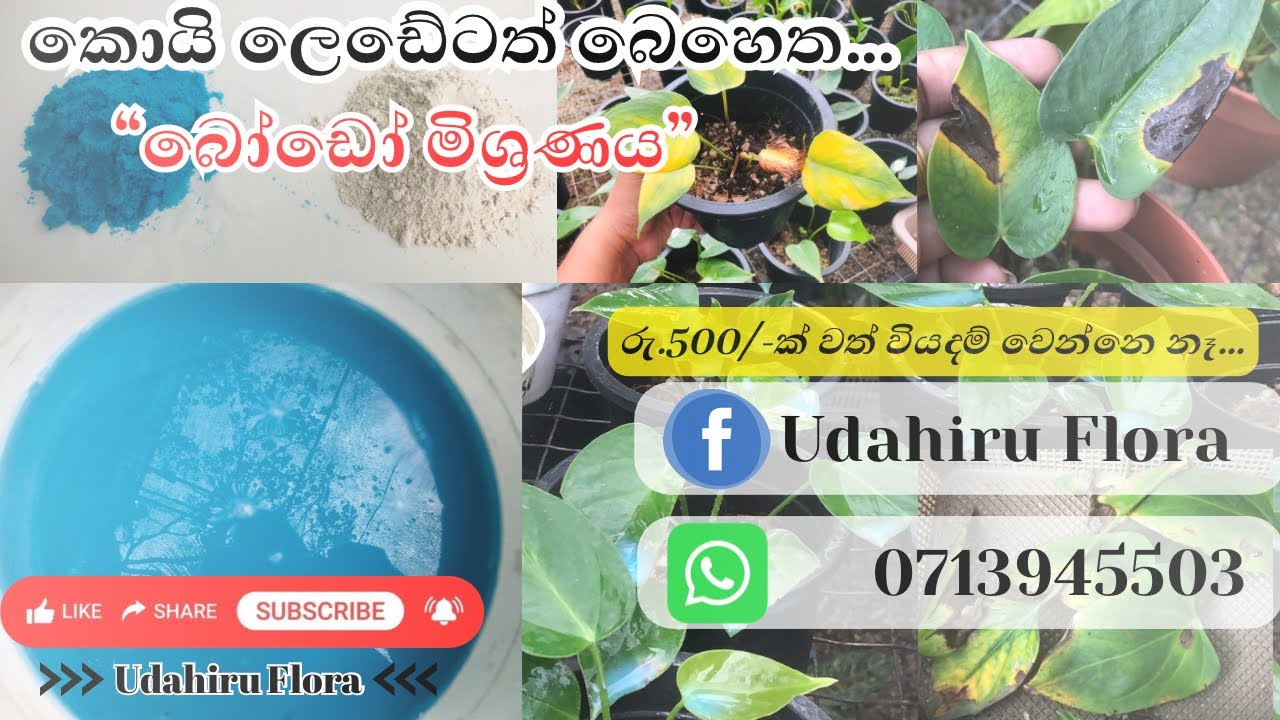 🦋ඇන්තූරියම් වගාවට වැලදෙන දරුණු රෝග ගොඩකට 100%ක්ම හරියන බෙහෙත | පොඩි මුදලකින් ගෙදරදිම හදාගන්න