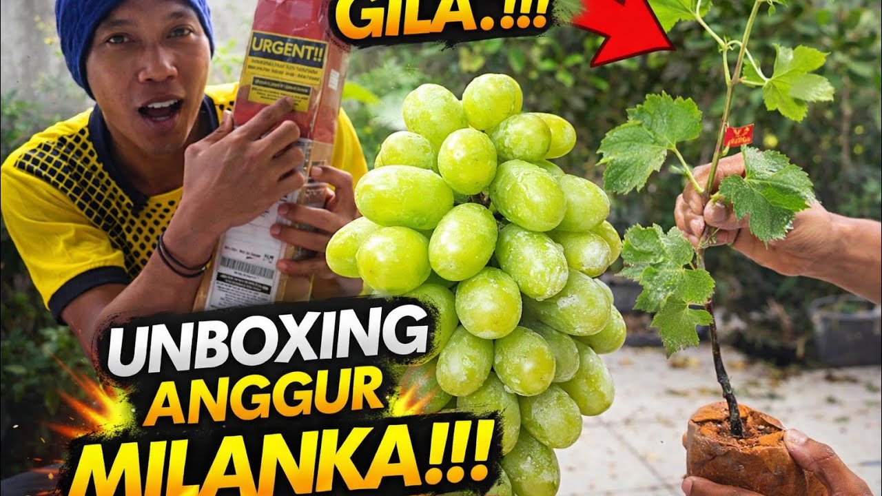 UNBOXING !!! BIBIT ANGGUR IMPORT DENGAN BERY BESAR BERWANA HIJAU