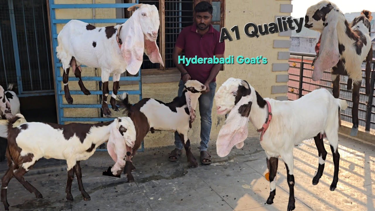 #janasheen Daughter Top Quality Hyderabadi Breedline Goats Female Male kid Available Haji Bhai