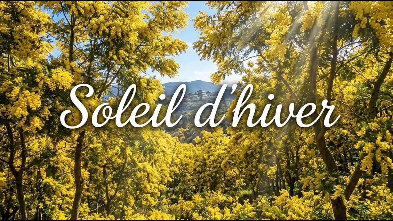 Soleil d'hiver: histoire du mimosa 
