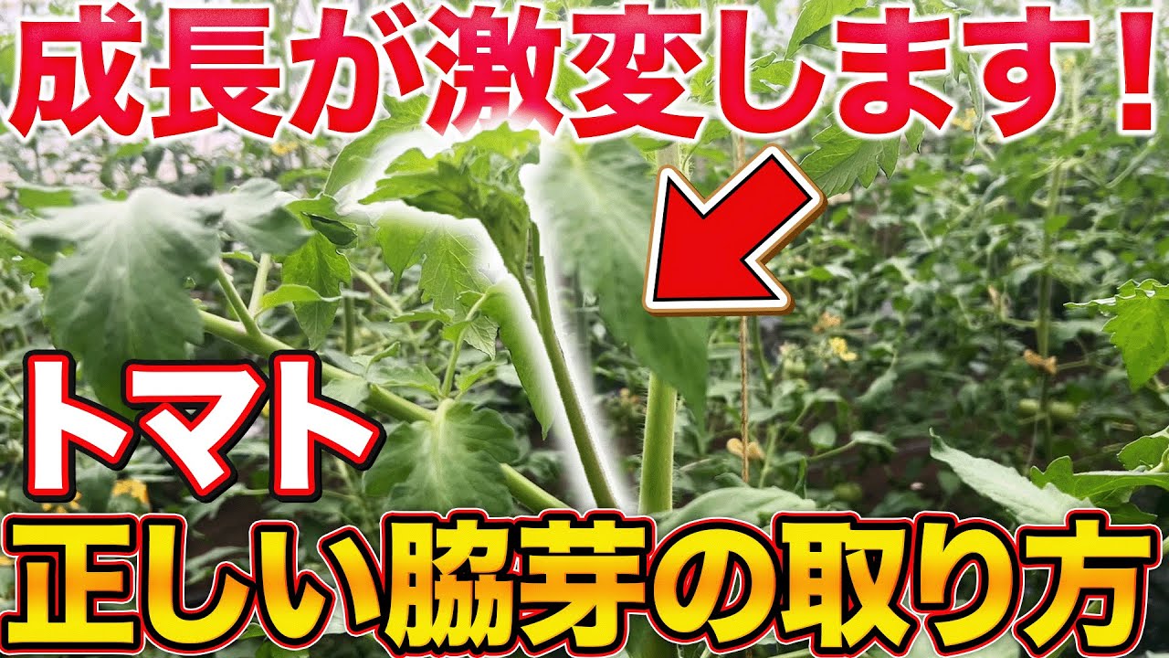 【脇芽マスターに】トマトの脇芽の取り方で今後の成長が決まります