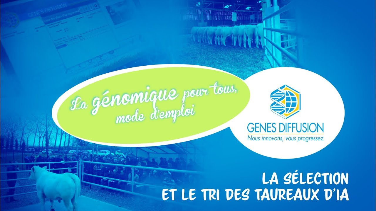 La génomique pour tous - La sélection et le tri des taureaux d'IA
