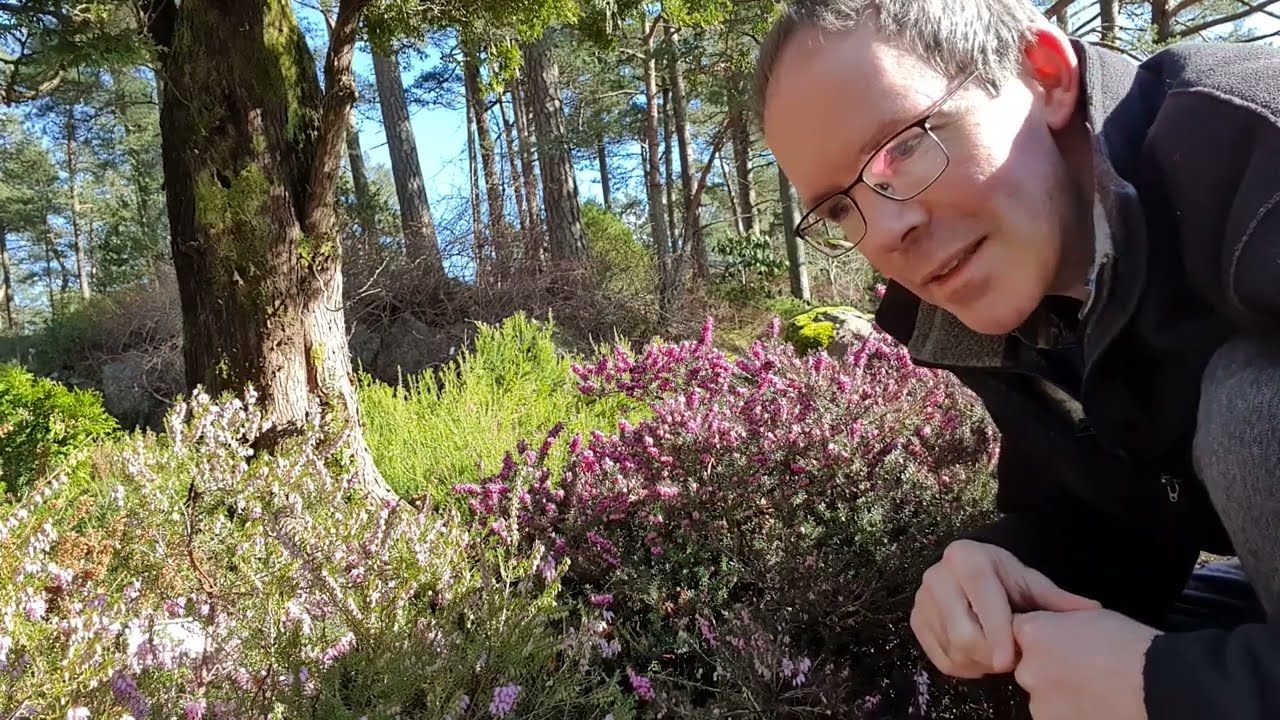 The Heather Garden, February/March 2020