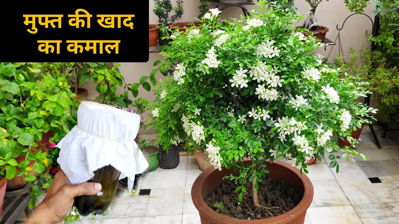 मुफ्त की खाद का कमाल बरसात के मौसम में फूलों से भर गया पौधा, kamini plant top secret fertilizer