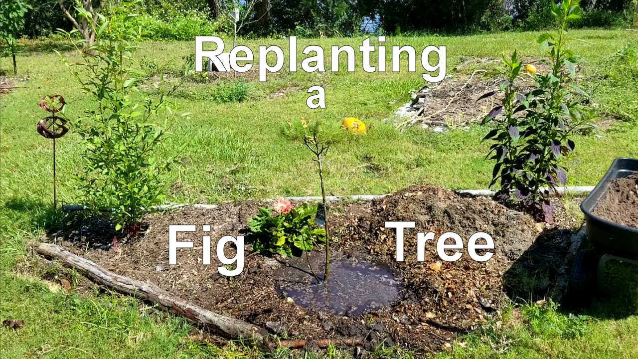 Replanting a Fig Tree