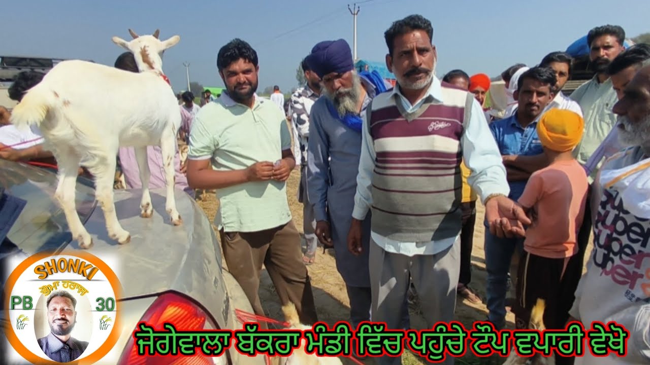 ਜੋਗੇਵਾਲਾ ਬੱਕਰਾ ਮੰਡੀ ਹਰ ਵੀਰਵਾਰ ਵੇਖੋ ਲਾਈਵ ਘੈਂਟ ਸੌਦੇ ਆਜੋ ਵੇਖੀਏ #shonkipb30 