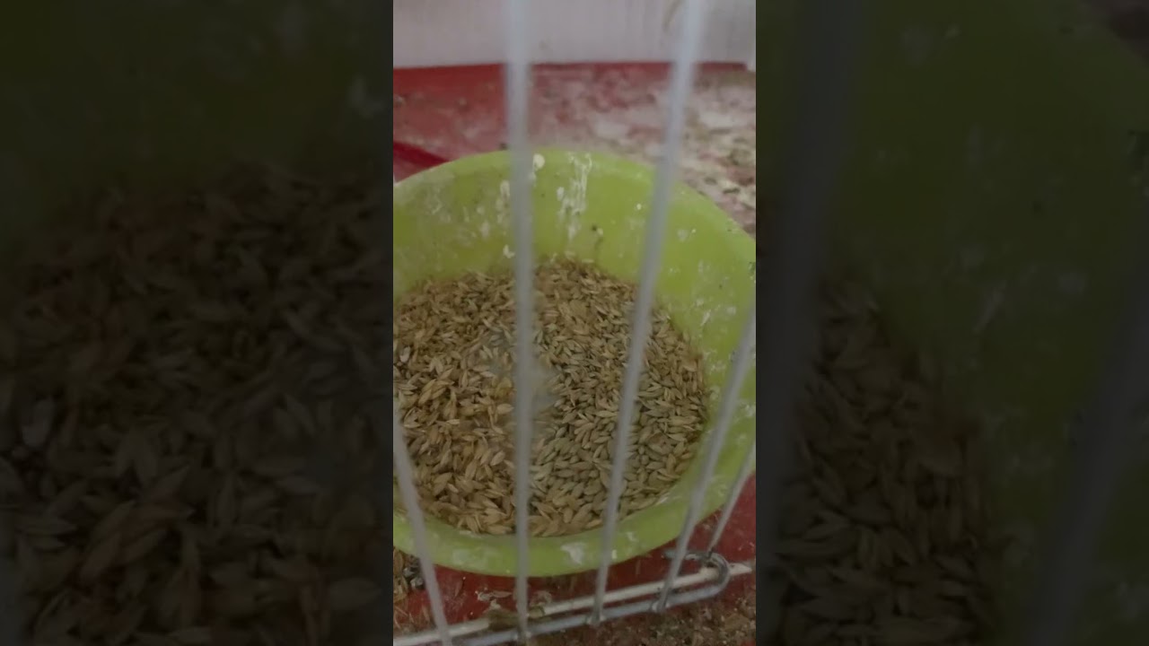 Alimento para periquito australiano