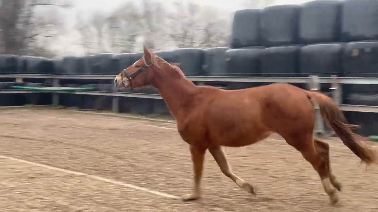 Dressurbetonte Stute * 2022 Dimaggio Black x Sandro Hit x Weltmeyer