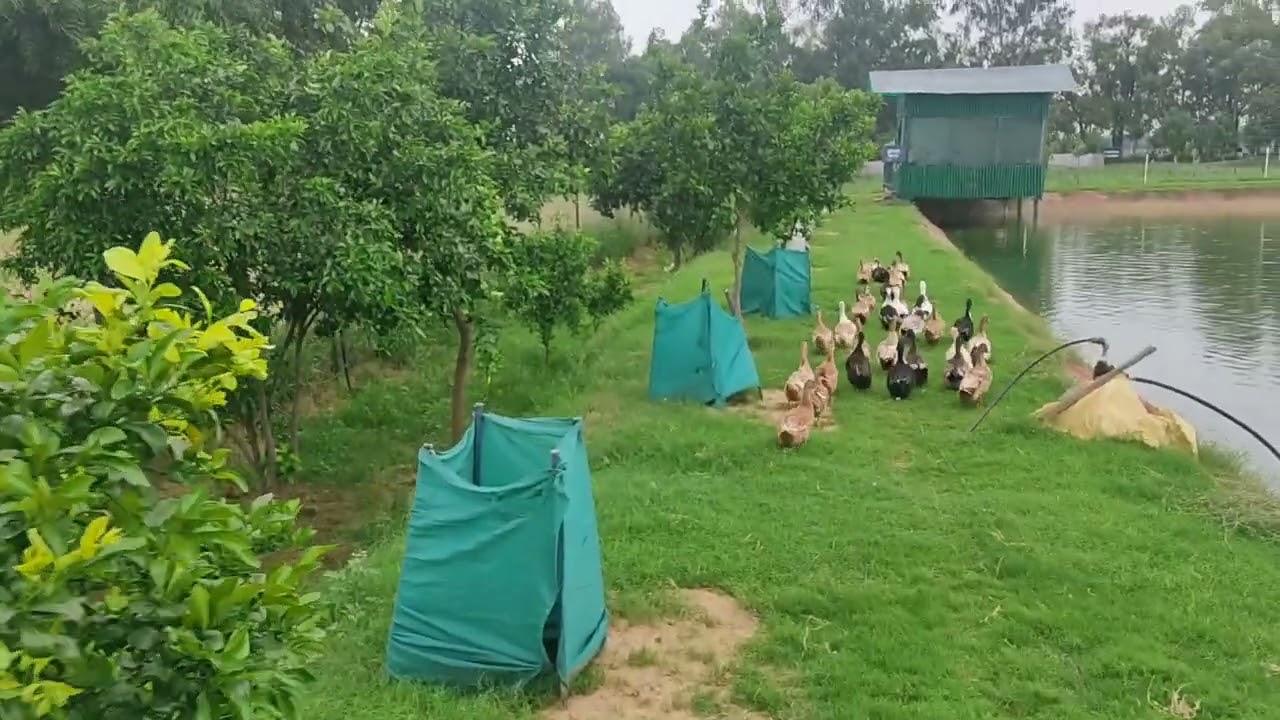 Integrated Farming System model (🌴+🥀+ 🐮+🐟+🤑) for marginal & small farmers at IARI, New Delhi