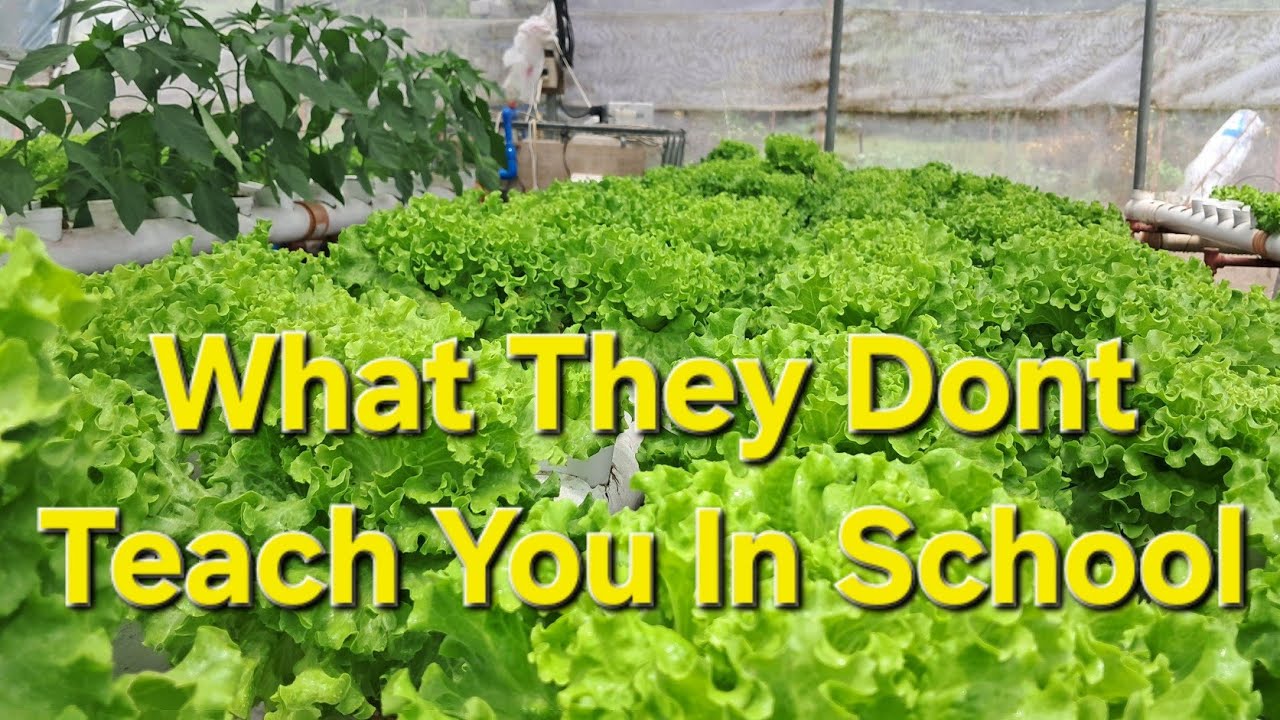 ​How I Actually Sell Lettuce in the Philippines (The Real Way)