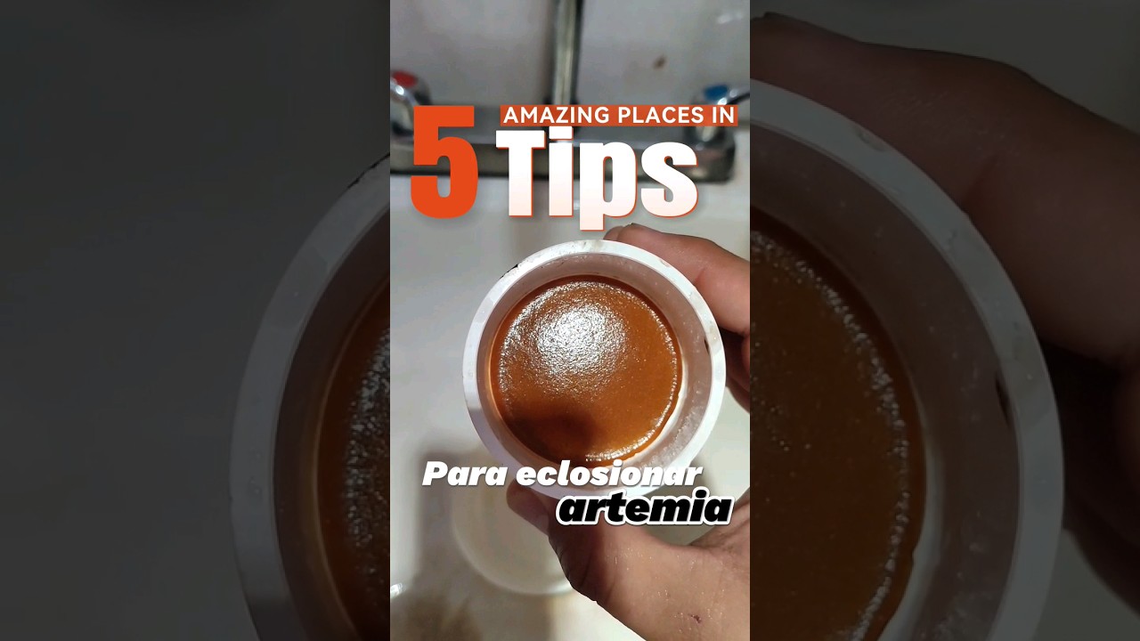 5 Tips para Eclosionar Artemia