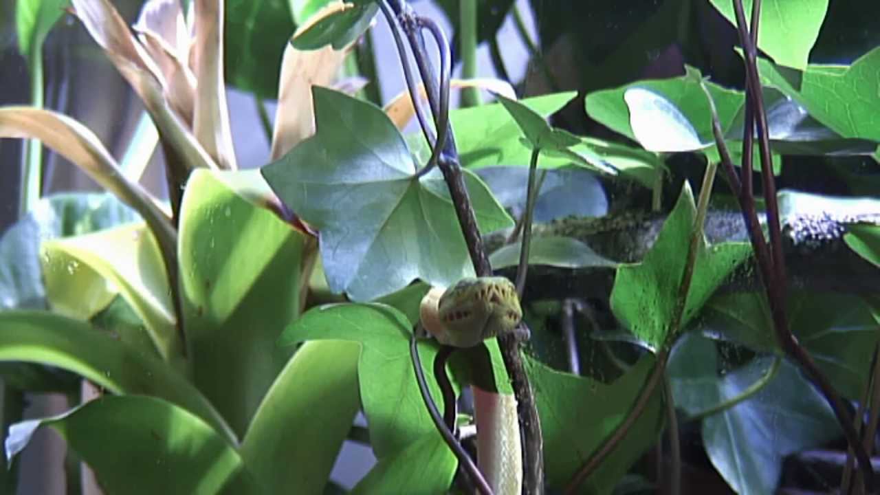 Wie pflege ich den Baumpython Morelia viridis? Teil 1