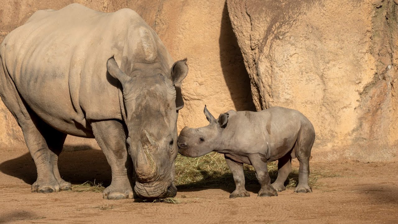 El primer rinoceronte nacido en BIOPARC Valencia se llamará Kairu 🦏
