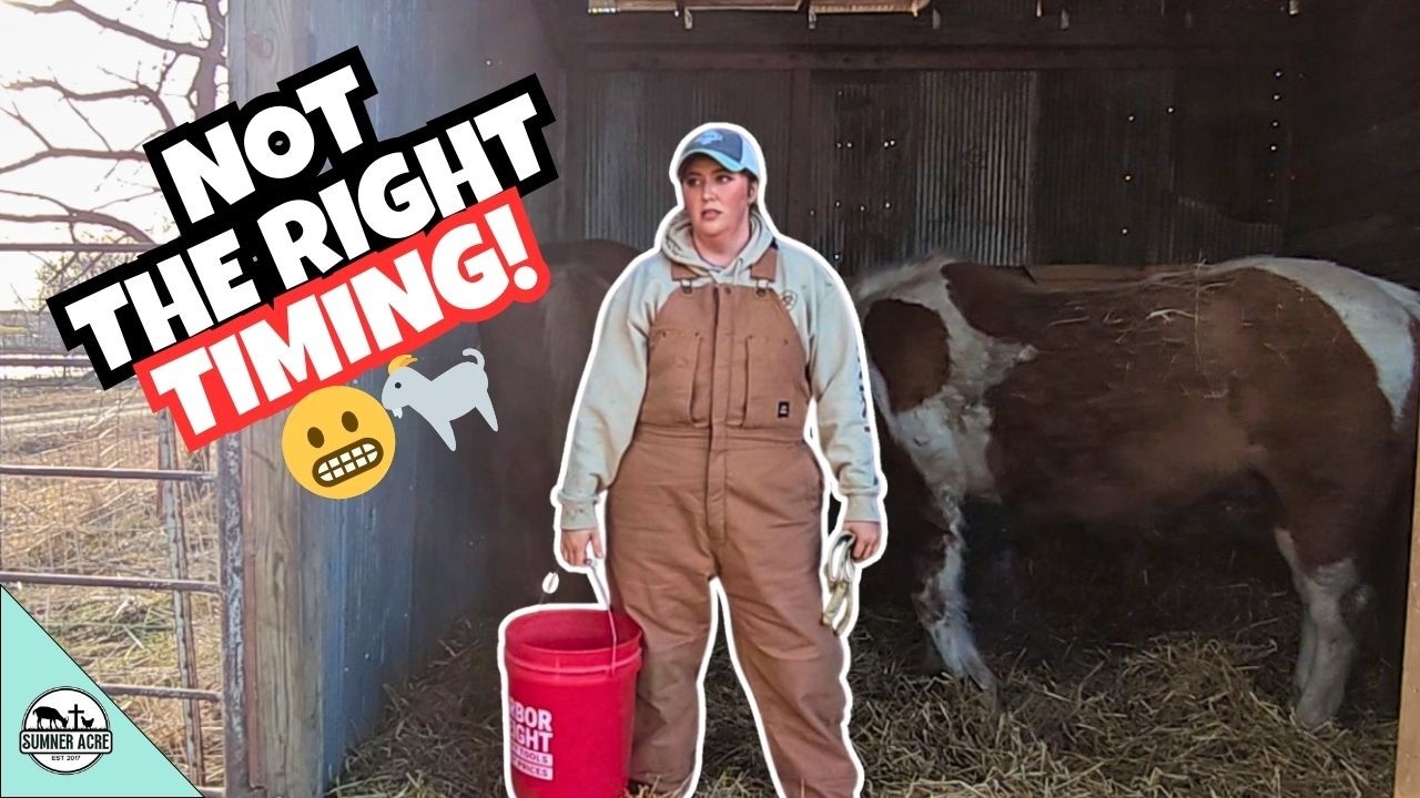 Preparing for a Winter Storm… and Our Goats Might Give Birth