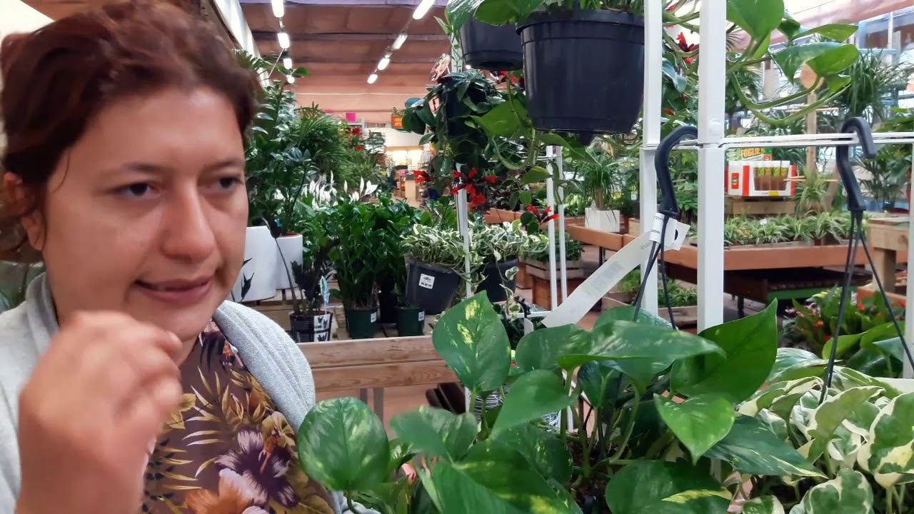 Consigli utili su come coltivare e moltiplicare il potos o pothos