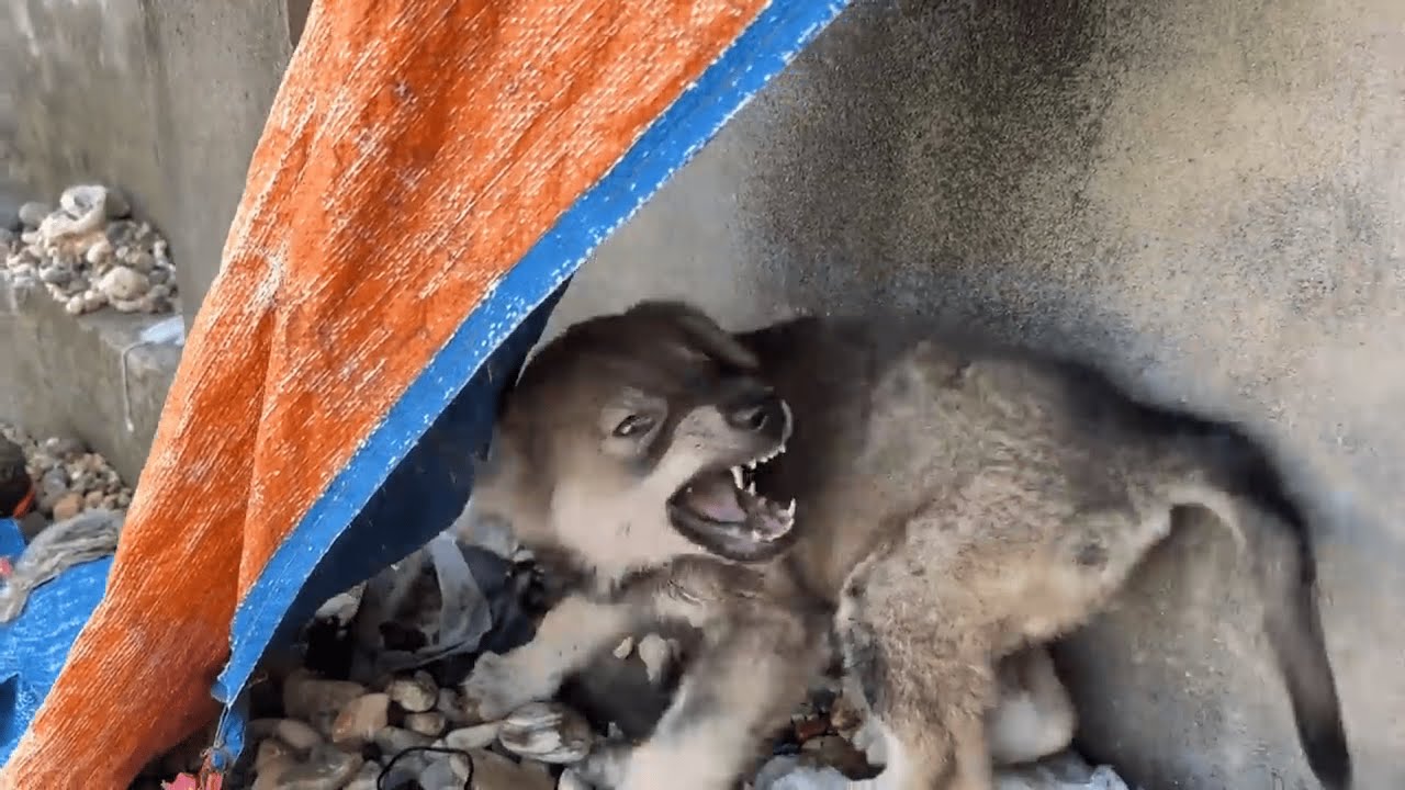 Watch This Broken Dog Learn to Trust Again 🐾💖