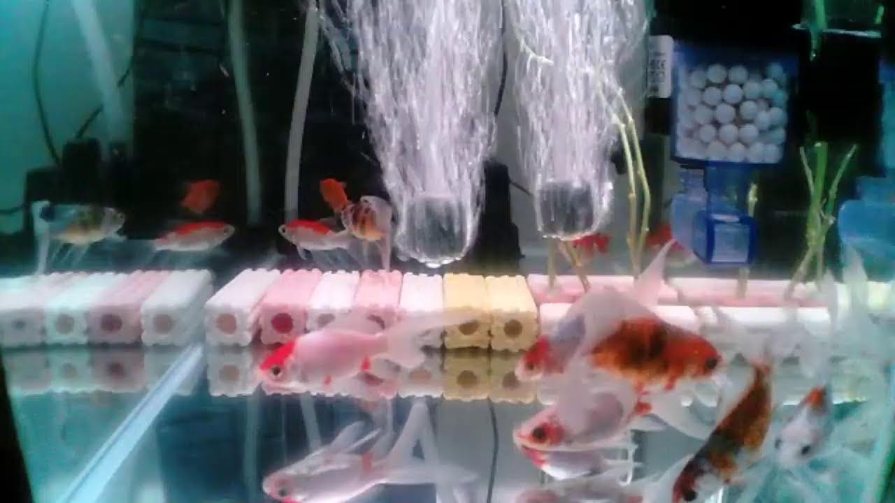 Please Watch My Fish For Relaxation