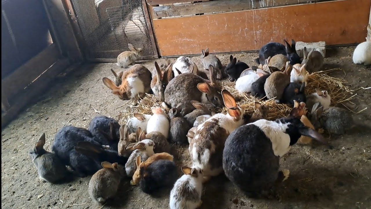 حلقة(22) طريقة نجاح مشروع الأرانب و إجبة على بعض أسئلة مفيدة 🐇🐇🐇🐇🐇❤️